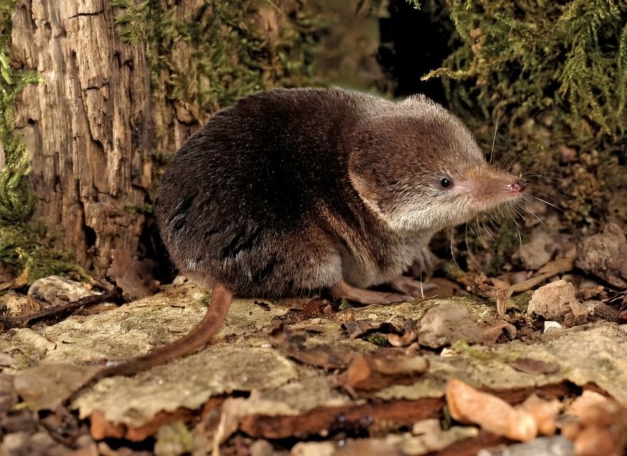 The hero shrew