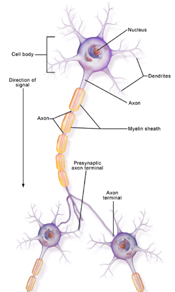 Diagram of neurons showing signal direction and parts.