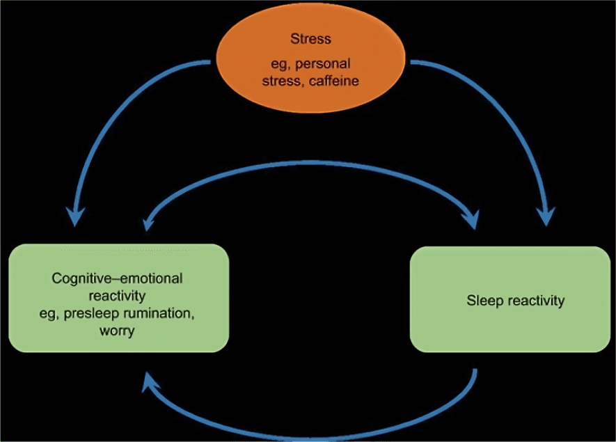 Stress, cognitive-emotional reactivity, and sleep reactivity feedback loop.