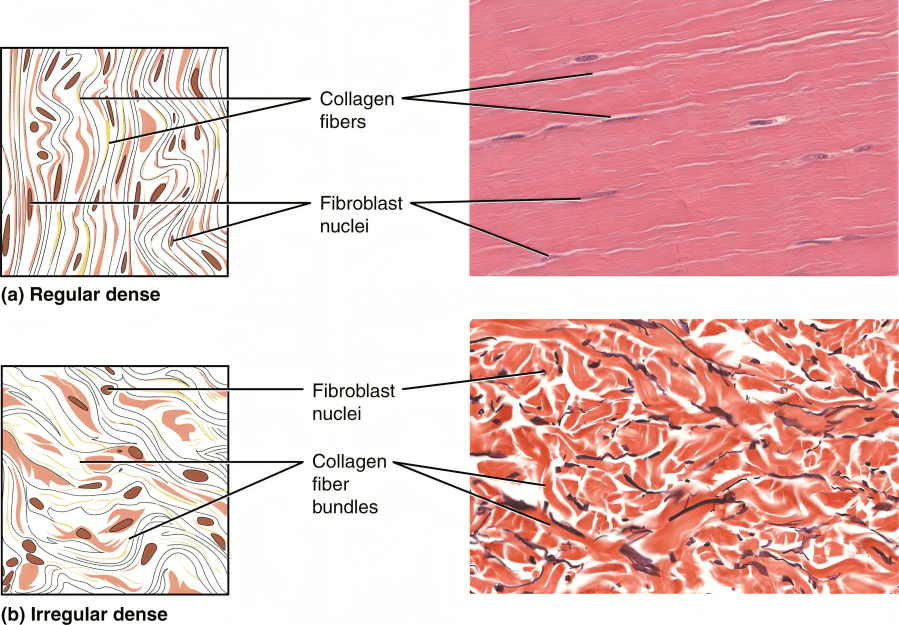 Diagram illustrating regular and irregular dense connective tissue.