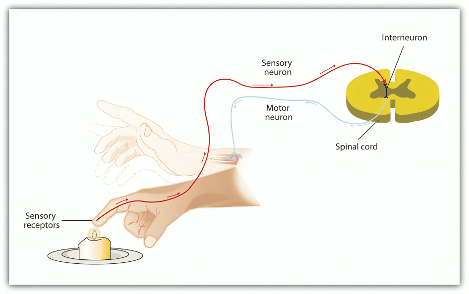 Reflex arc showing hand withdrawing from candle flame.