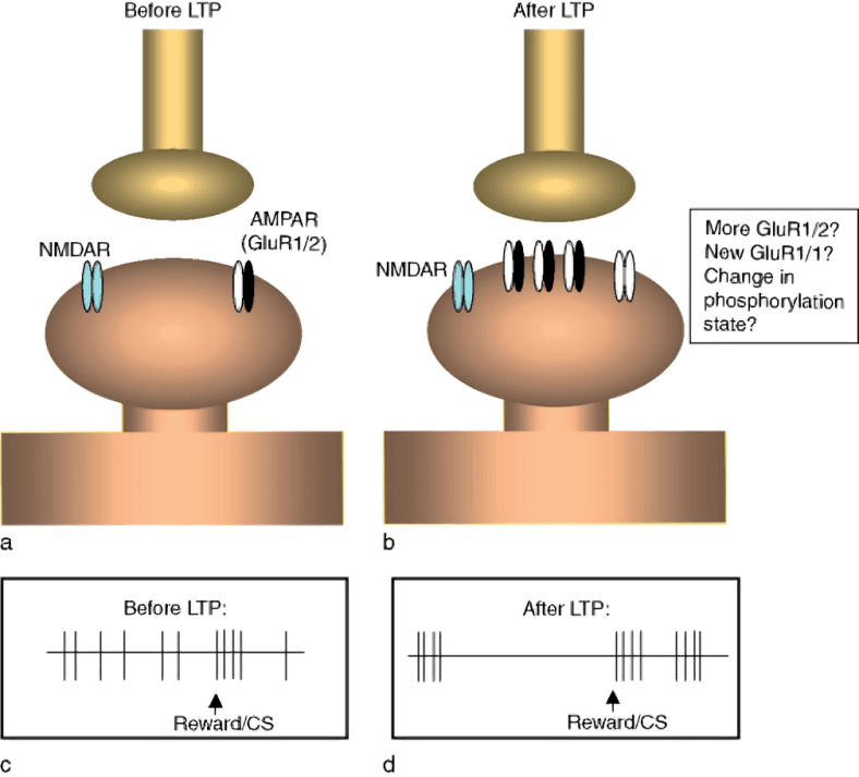 Synaptic changes before and after LTP.