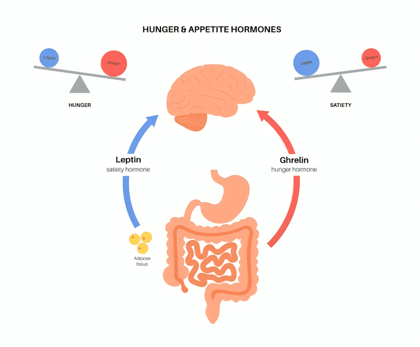 Diagram showing hunger and satiety hormones, leptin and ghrelin.