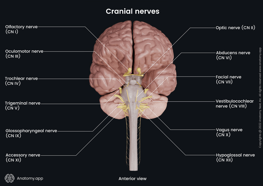 A brain's anterior view, showing twelve cranial nerves.