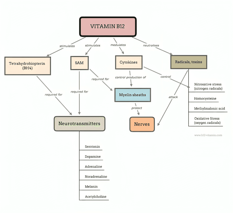 Vitamin B12 influence on body functions mind map.