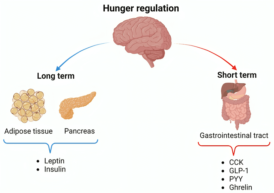 Diagram showing short- and long-term hunger regulation.