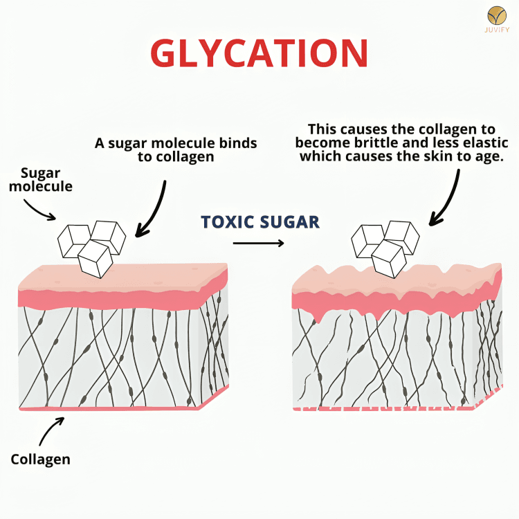 Diagram illustrating how sugar molecules affect skin collagen.