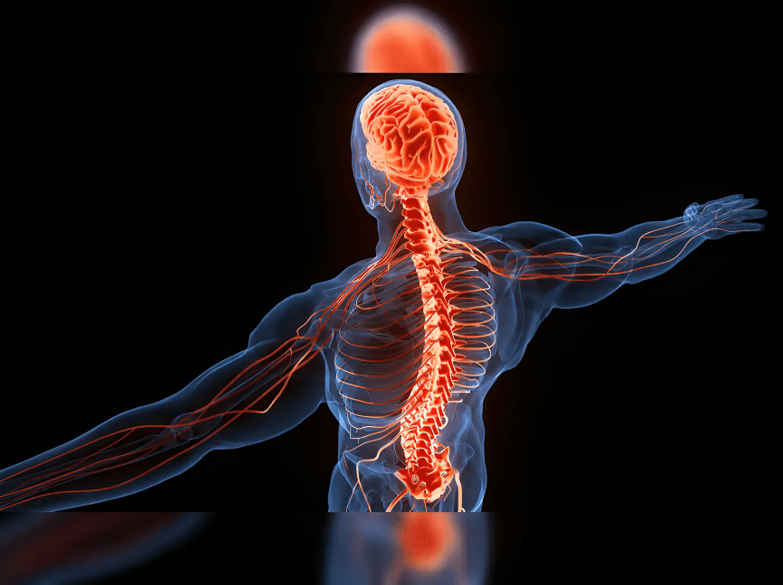 Transparent human body showing brain, spinal cord, and nerves.