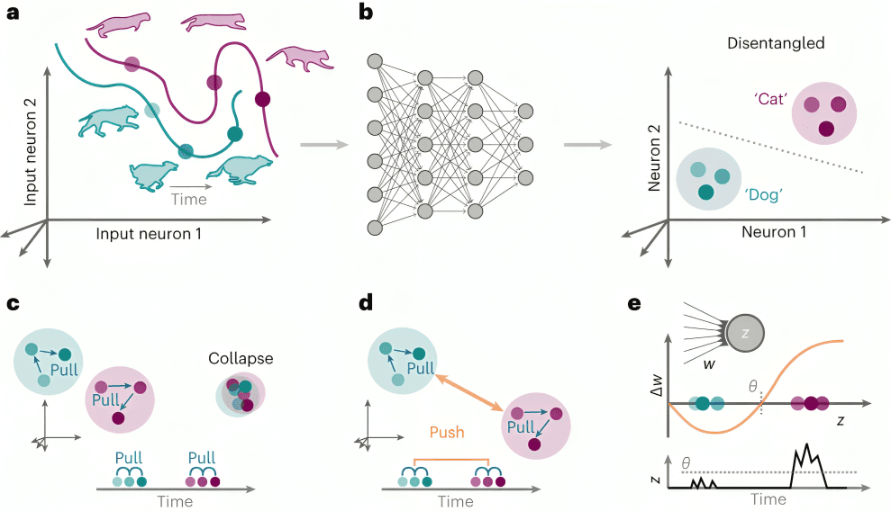 Neural network disentangles cat and dog movements.