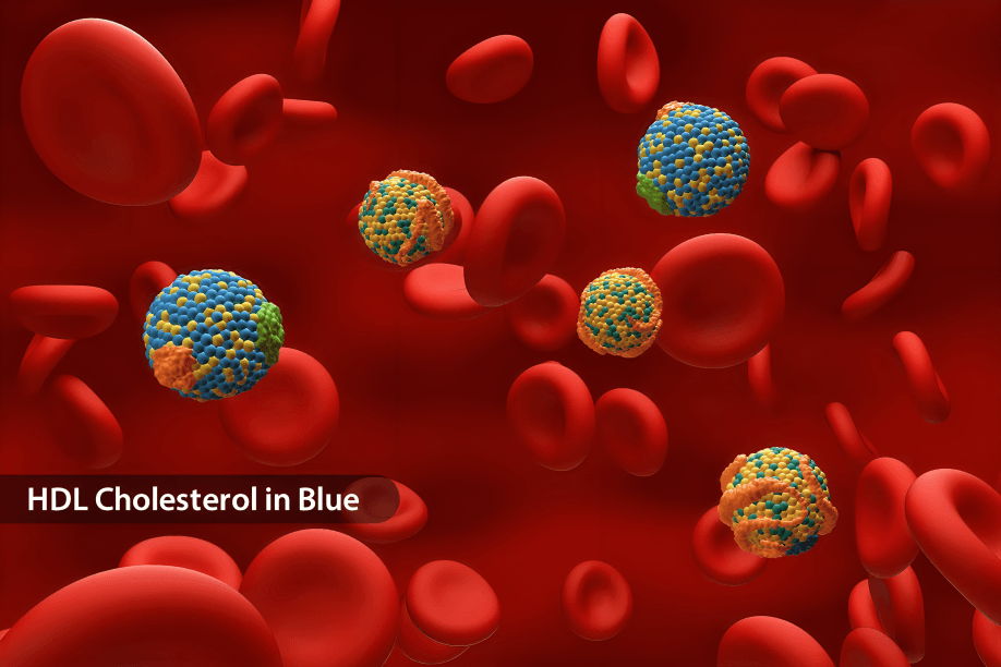Graphical representation of HDL cholesterol among red blood cells.