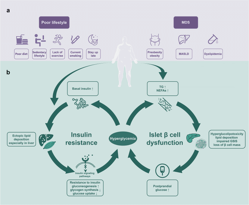 A diagram illustrating the vicious cycle of type 2 diabetes mellitus.