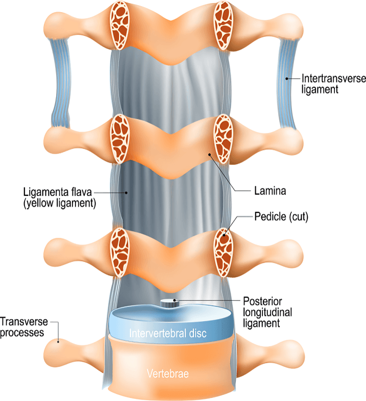 Spinal column with ligaments, vertebrae, and intervertebral disc.