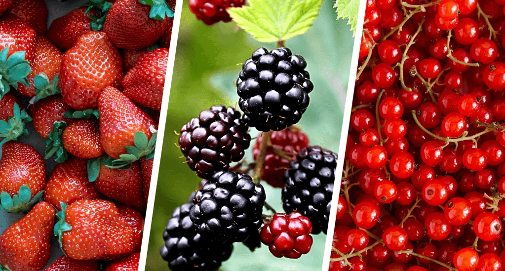 A trio of fresh, vibrant berries: strawberries, blackberries, and redcurrants.