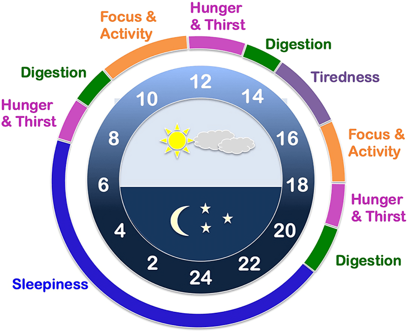 A 24-hour clock showing daily human biological rhythms.