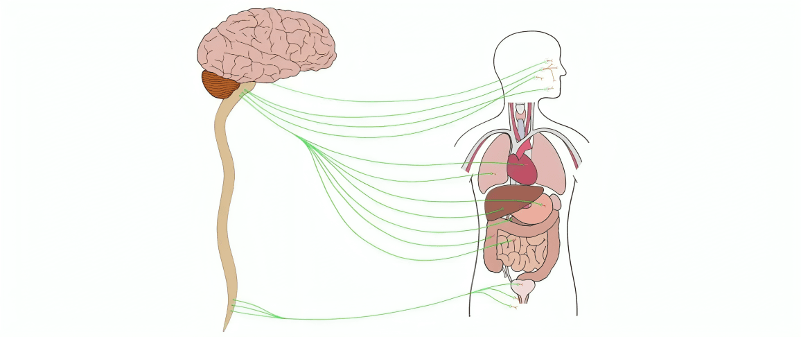 A diagram illustrating brain-body connections via the nervous system.