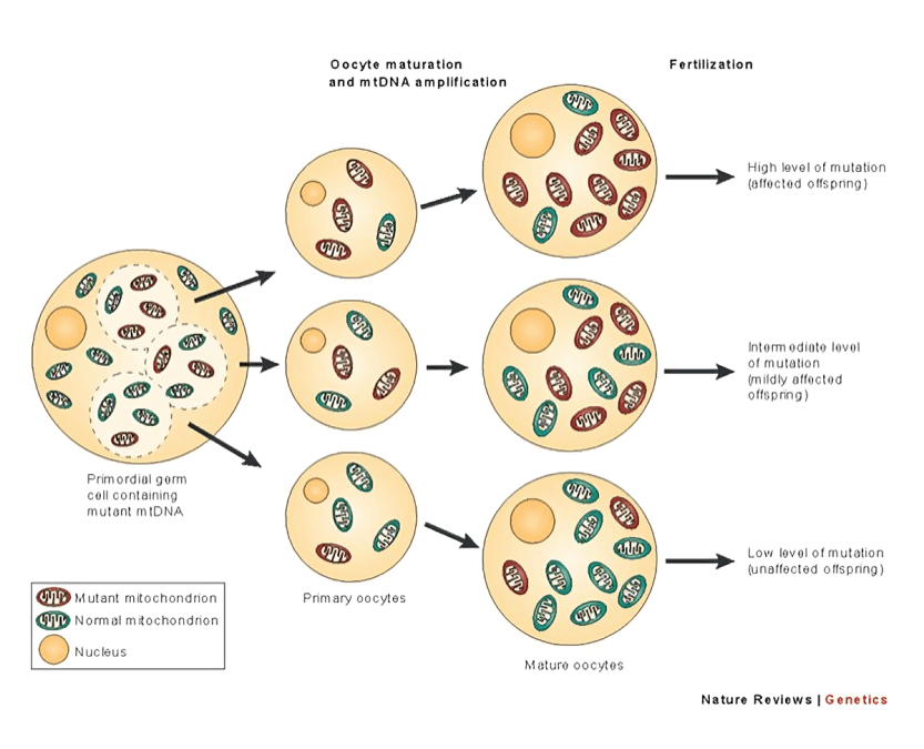 Mitochondrial DNA inheritance diagram showing oocyte maturation and fertilization outcomes.
