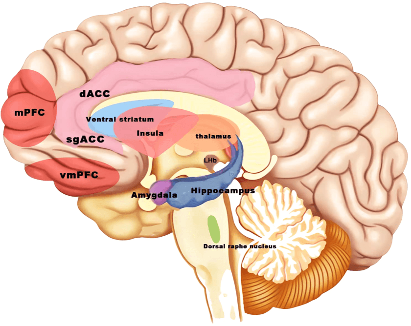 Diagram of brain regions: cerebral cortex, amygdala, and orbitofrontal cortex.