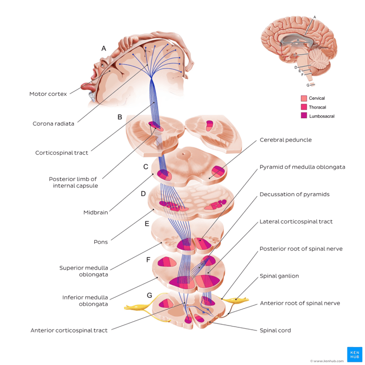 Corticospinal tract pathway from brain to spinal cord.
