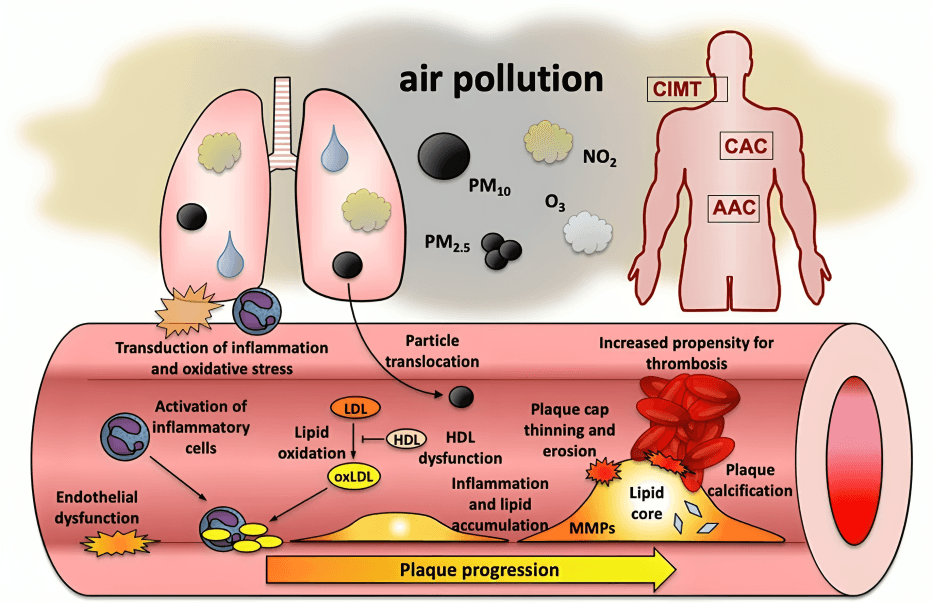 Diagram showing air pollution's effects on the body.
