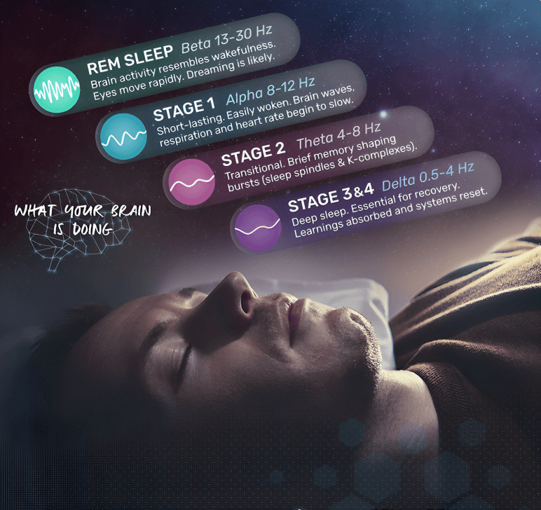 Diagram illustrating stages of sleep and brain activity.