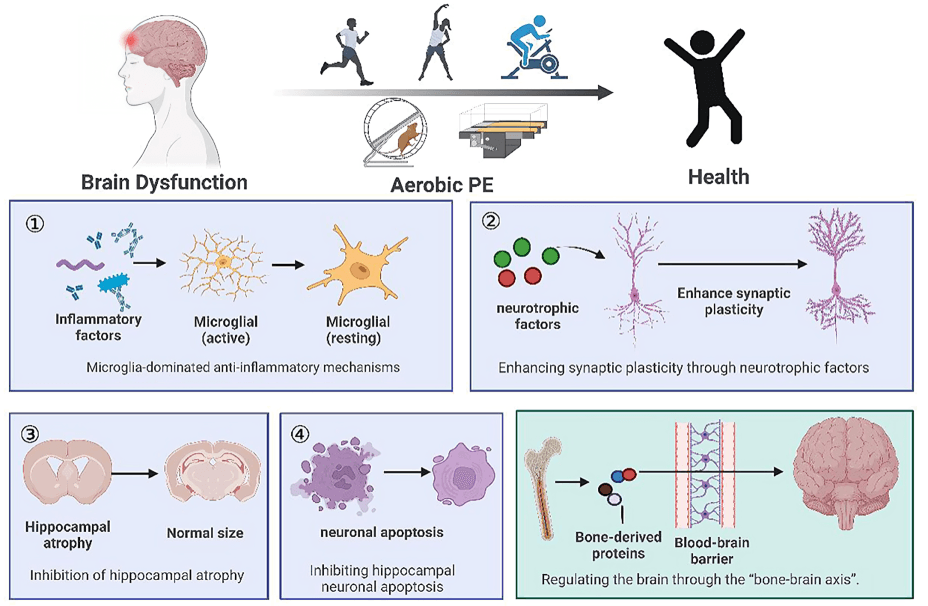 Aerobic exercise benefits brain health and function.