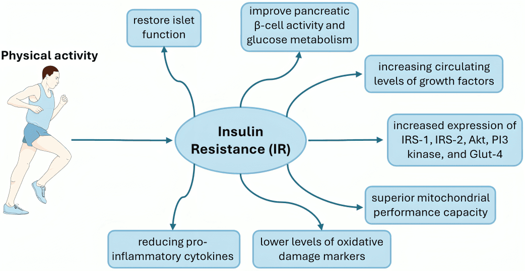 Physical activity benefits for insulin resistance: improved function, metabolism.