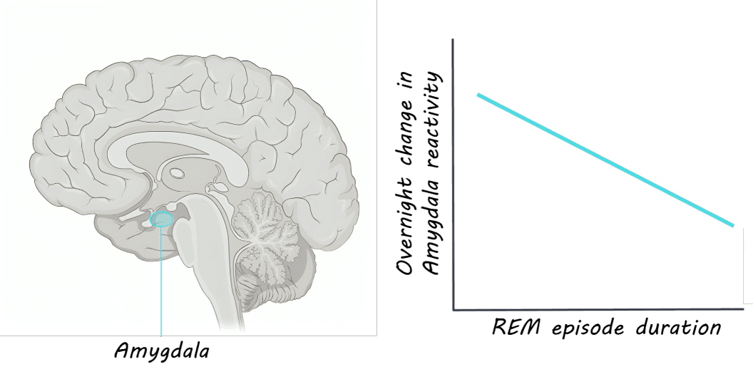 Amygdala in brain linked to REM sleep and reactivity.