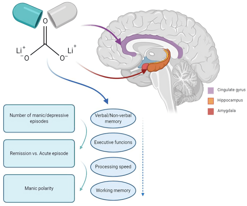 A diagram showing lithium's effects on the brain and bipolar disorder.