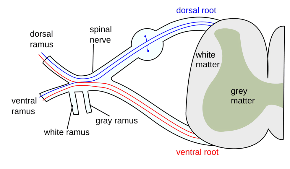 Spinal cord cross-section with dorsal and ventral roots.