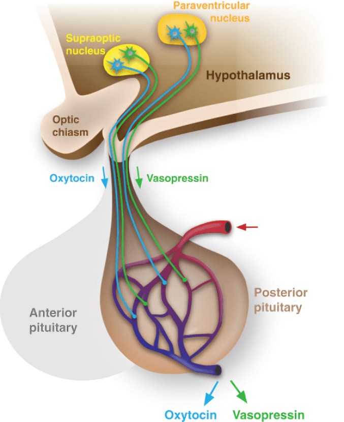 Hypothalamus and pituitary gland releasing oxytocin and vasopressin.