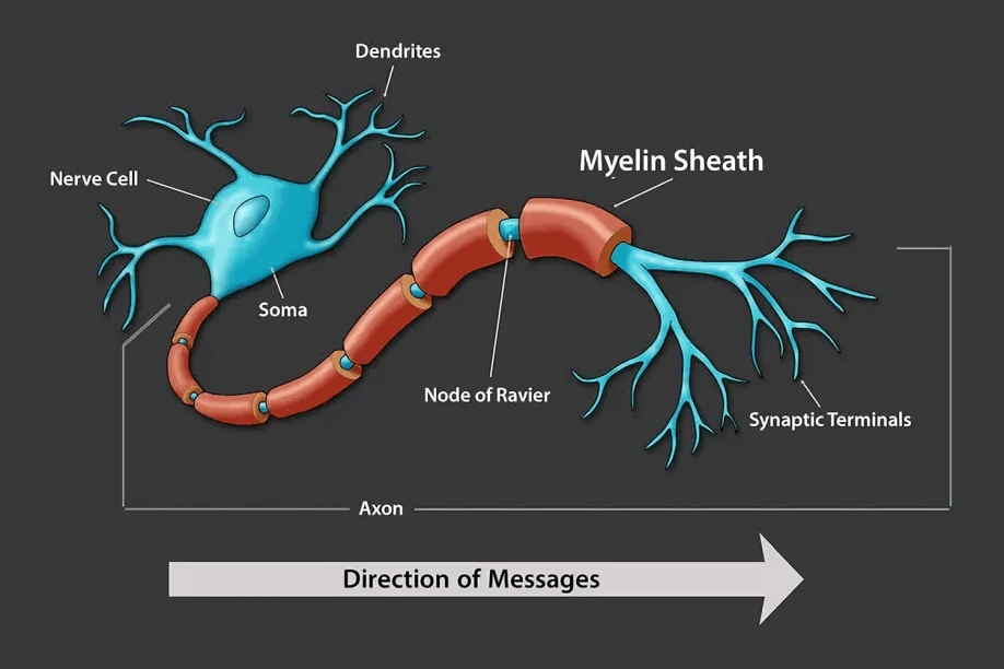 Diagram of a neuron showing message direction and parts.