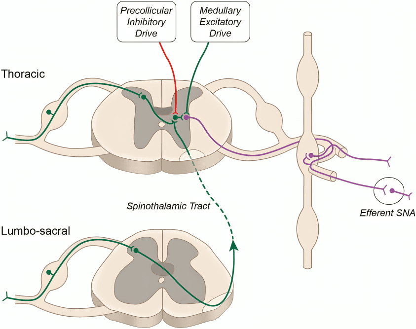 Neuromodulation of the spinal cord and sympathetic ganglia.