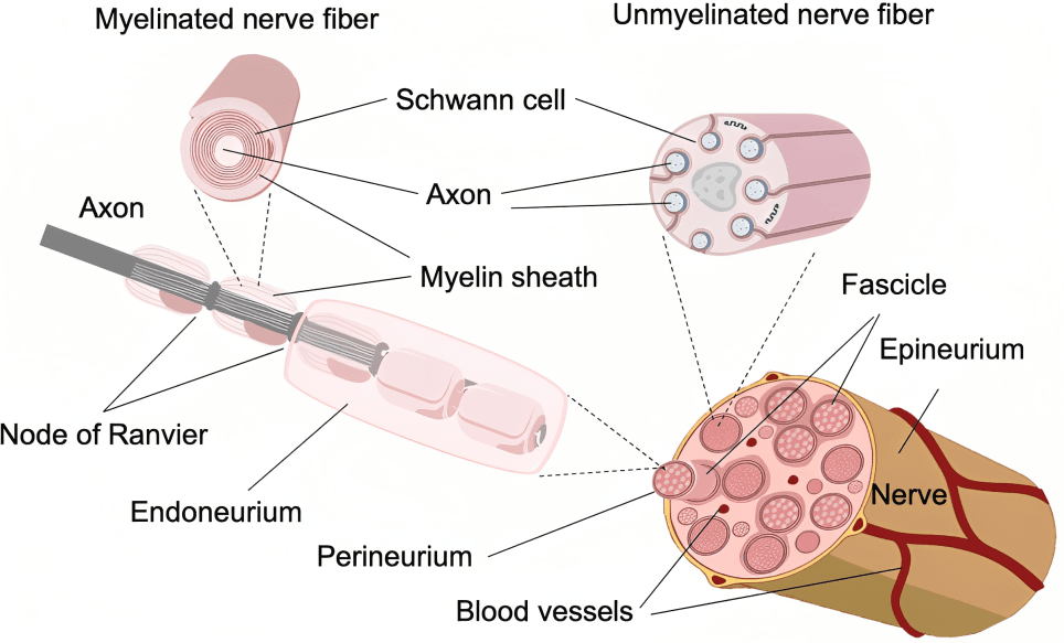 Diagram detailing myelinated and unmyelinated nerve fibers and nerve structure.