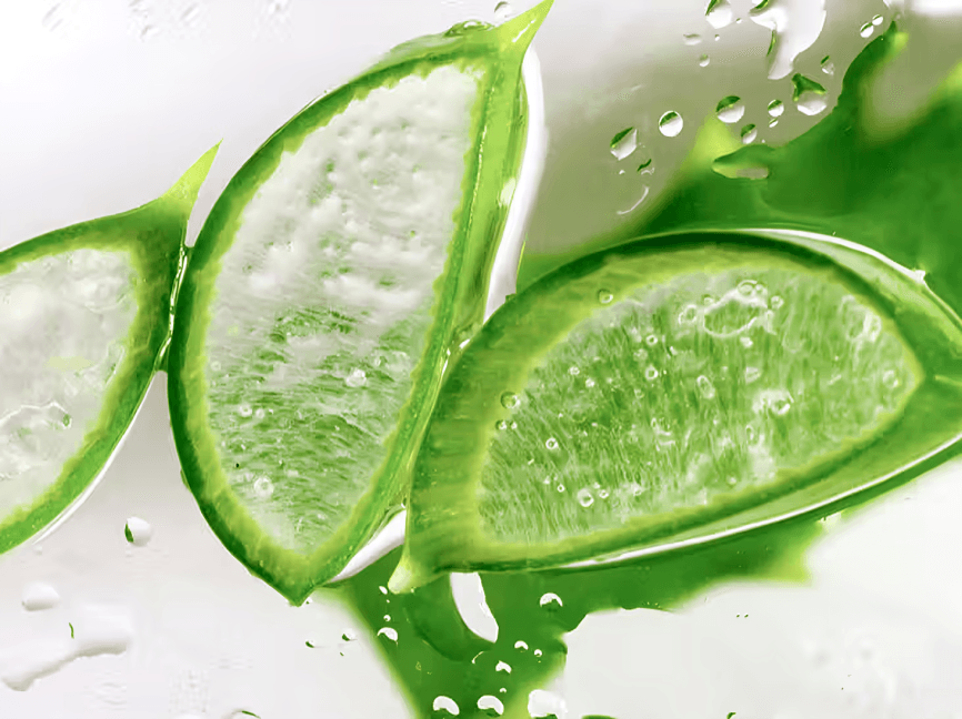 Close-up of fresh aloe vera leaves with water droplets.