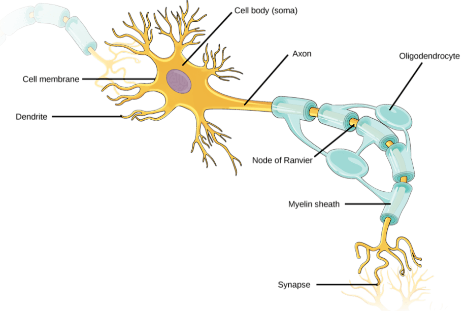 Detailed illustration of a myelinated neuron.