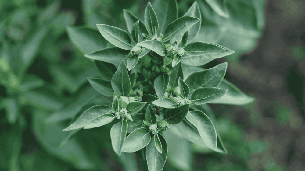 Close-up of green leafy plant, Ashwagandha.