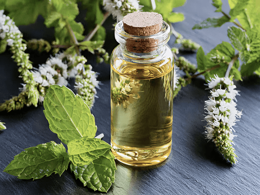 Peppermint oil in a bottle with fresh mint leaves.