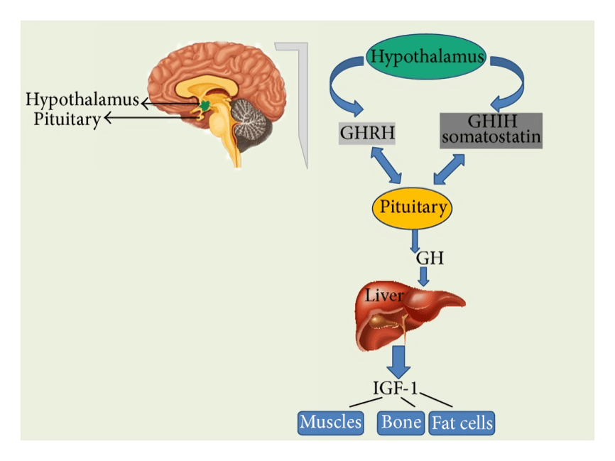 Hypothalamus and pituitary regulate growth via GH and IGF-1.