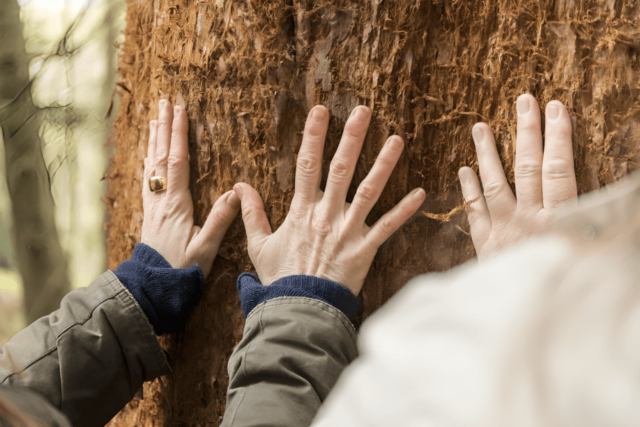 Hands with rings touching the textured bark of a tree.