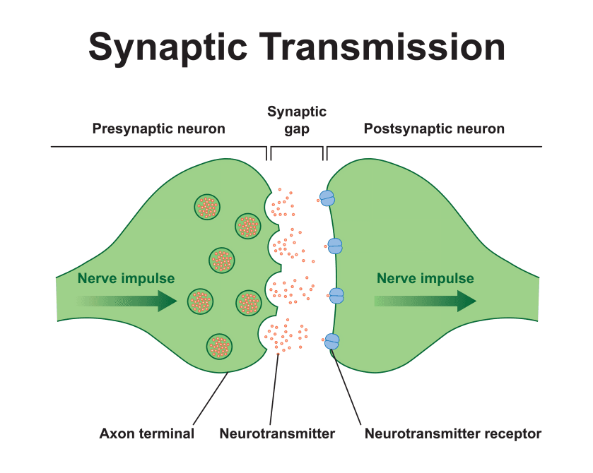 Diagram: Synaptic transmission, nerve impulse to neurotransmitter.