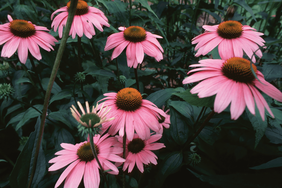 Pink coneflowers bloom vibrantly in a garden setting.