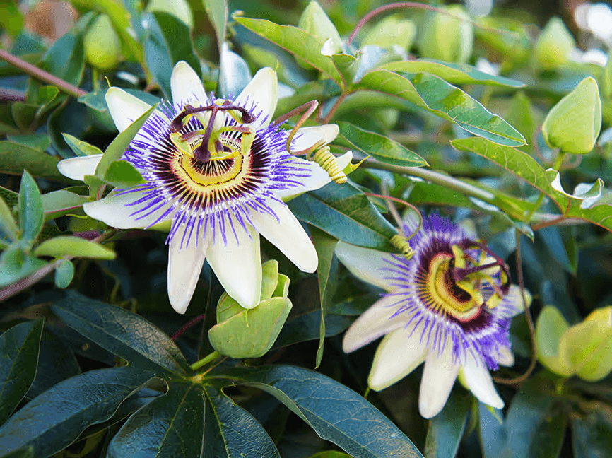 Two passion flowers with white and purple petals.