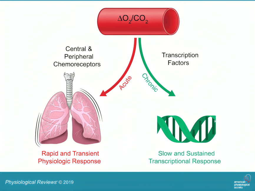 Physiological response to oxygen and carbon dioxide changes.