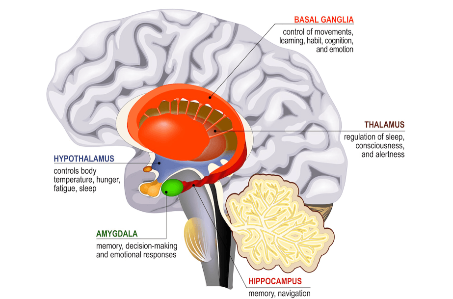 Brain diagram highlighting hypothalamus, amygdala, hippocampus, etc.