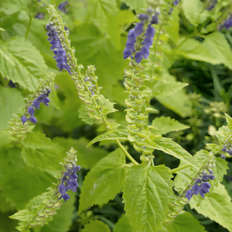 Close-up of Skullcap plant with purple flowers.