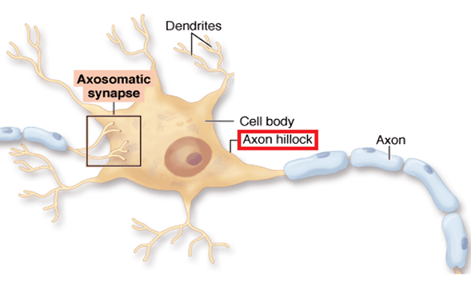 Labeled neuron with axon hillock and synapse.