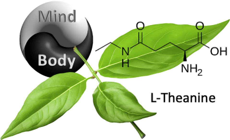 L-Theanine molecule with leaves and "Mind Body" symbol.
