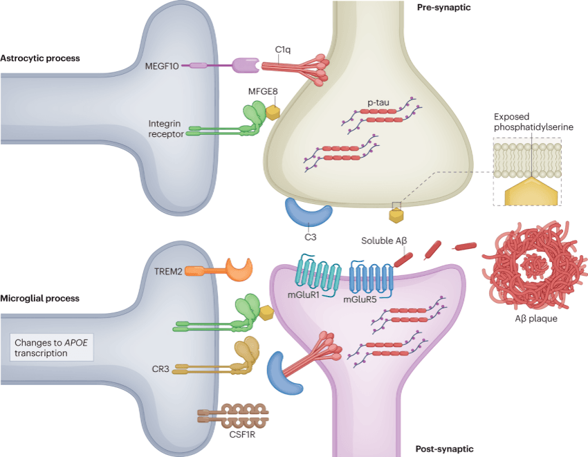 Astrocyte and microglia roles in synaptic pruning.