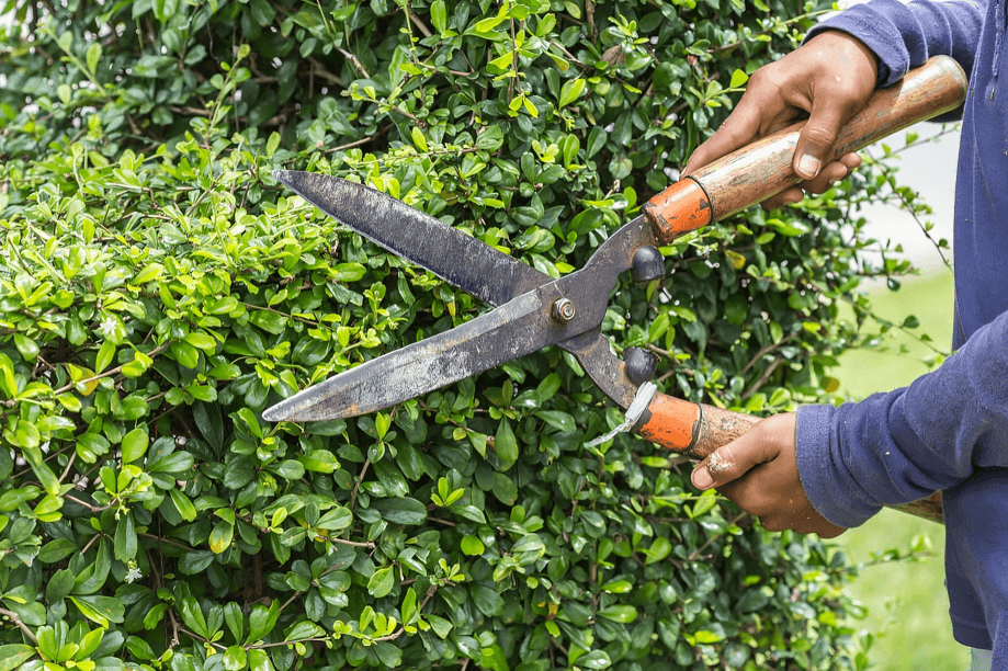 Hands trimming a green bush with large shears.