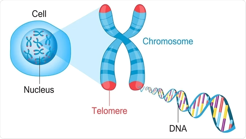 Diagram showing cell, chromosome, telomere, and DNA.